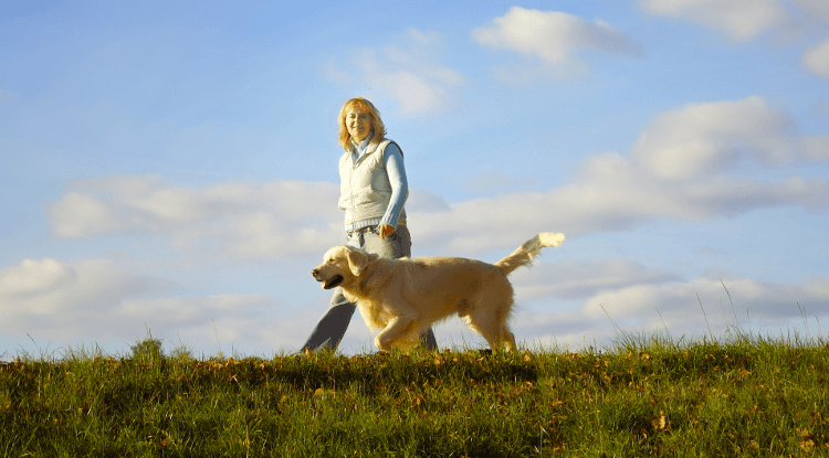 A woman walks her golden retriever without a lead but under cloe control, as laid out in the dog walking code