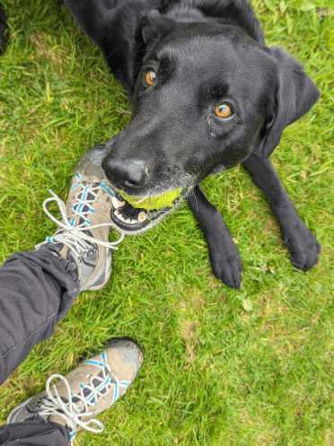 A black lab holds a tennis ball in his mouth, looking up expectantly in the hope of a walk, next to his owner in her well-laced boots.