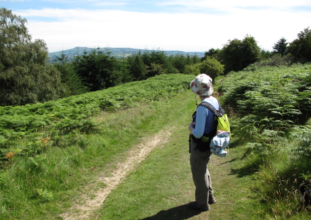 A walker looks across the treetops from a grassy hillside