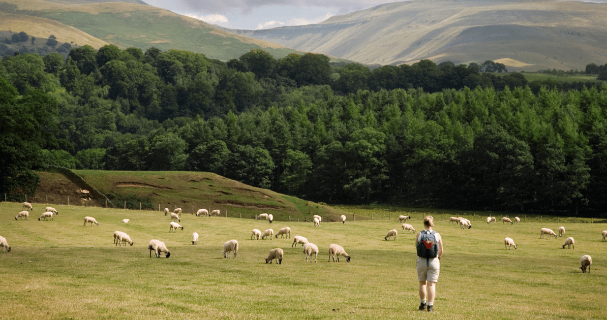 A young woman wanders at her own pace through a field of sheep toward the woodland and hills ahead.