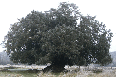 An enormous yew grows from a field in the mist. Very Elderly Yew Tree at Waverley, Surrey by Clare Wilkinson.