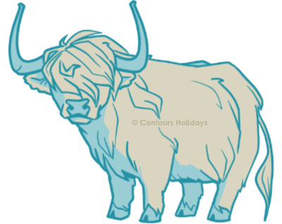 Art of a shaggy highland cow, found on the West Highland Way.