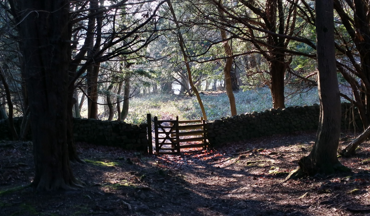 Winter Woodland near Arnside