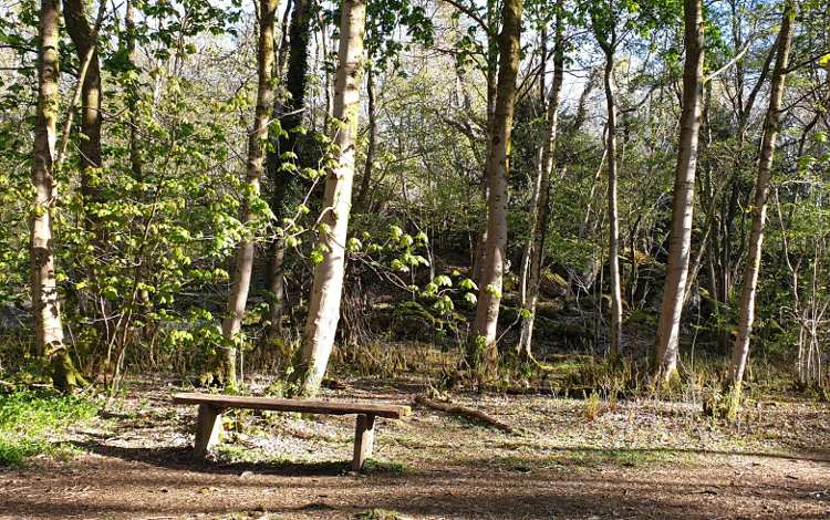 Stopping to listen and practice mindfulness on a wooden bench in the woods