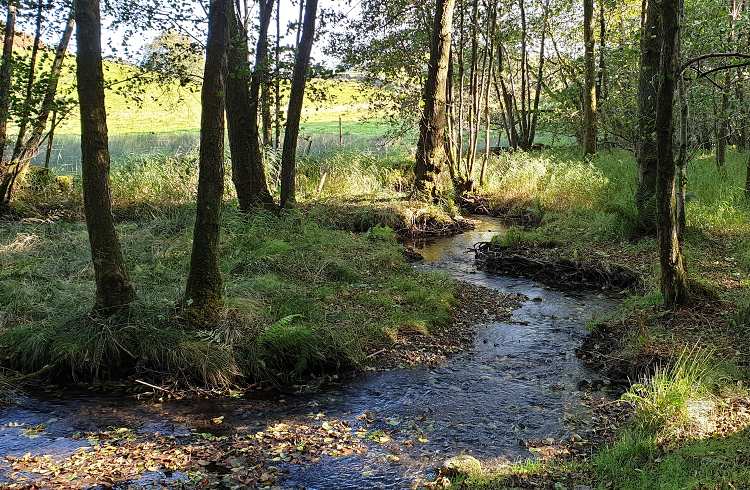 A woodland stream runs beneath trees
