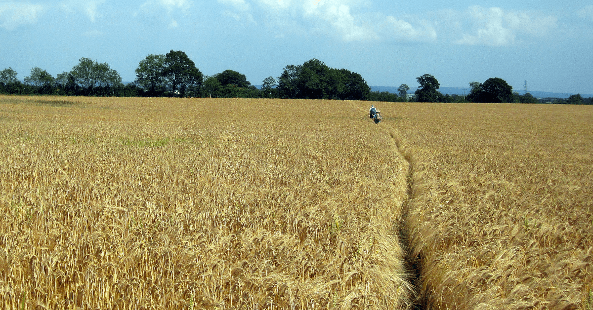 Walkers cross a field of wheat on a long-distance walking holiday, perfect for grey gappers.