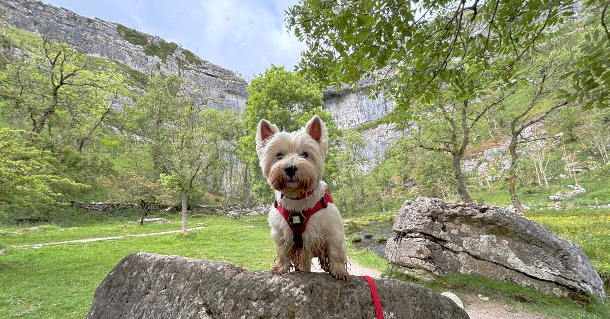 Dog-Friendly Day Walks in the UK
