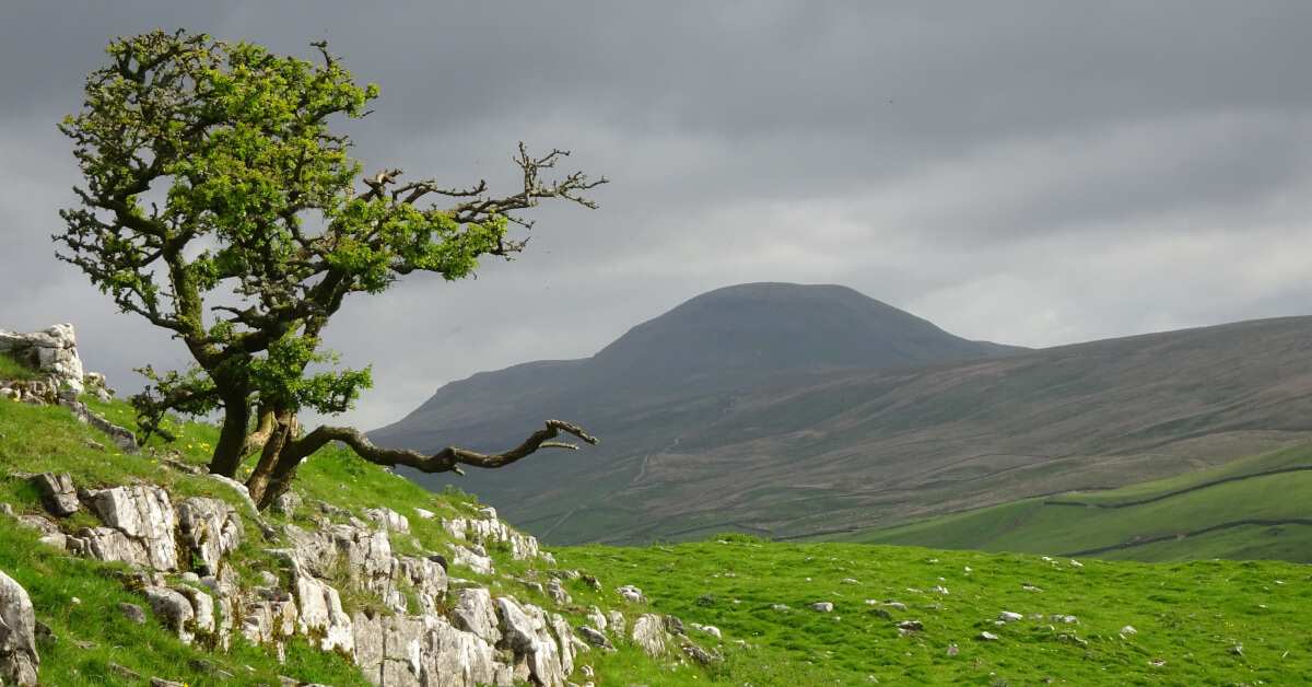 A windswept tree stands in front of Pen-y-ghent, one of Britain's most impressive mountain walks.