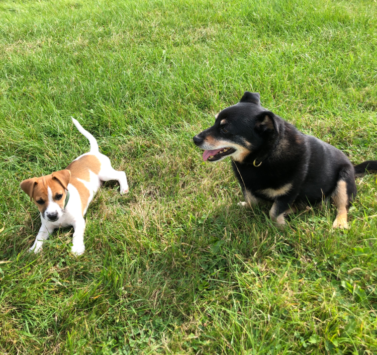 Ralph the Dog — Contours Walking Holidays