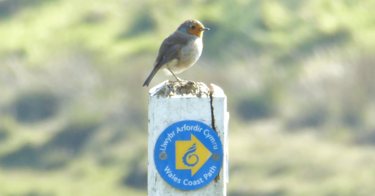 Five Fun Activities to Combine with Your Next Walk