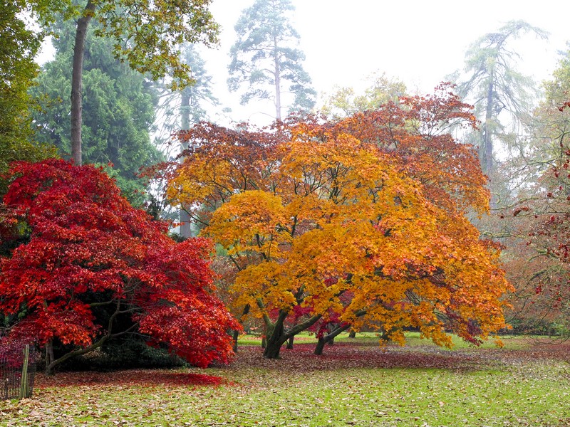 Westonbirt Arboretum