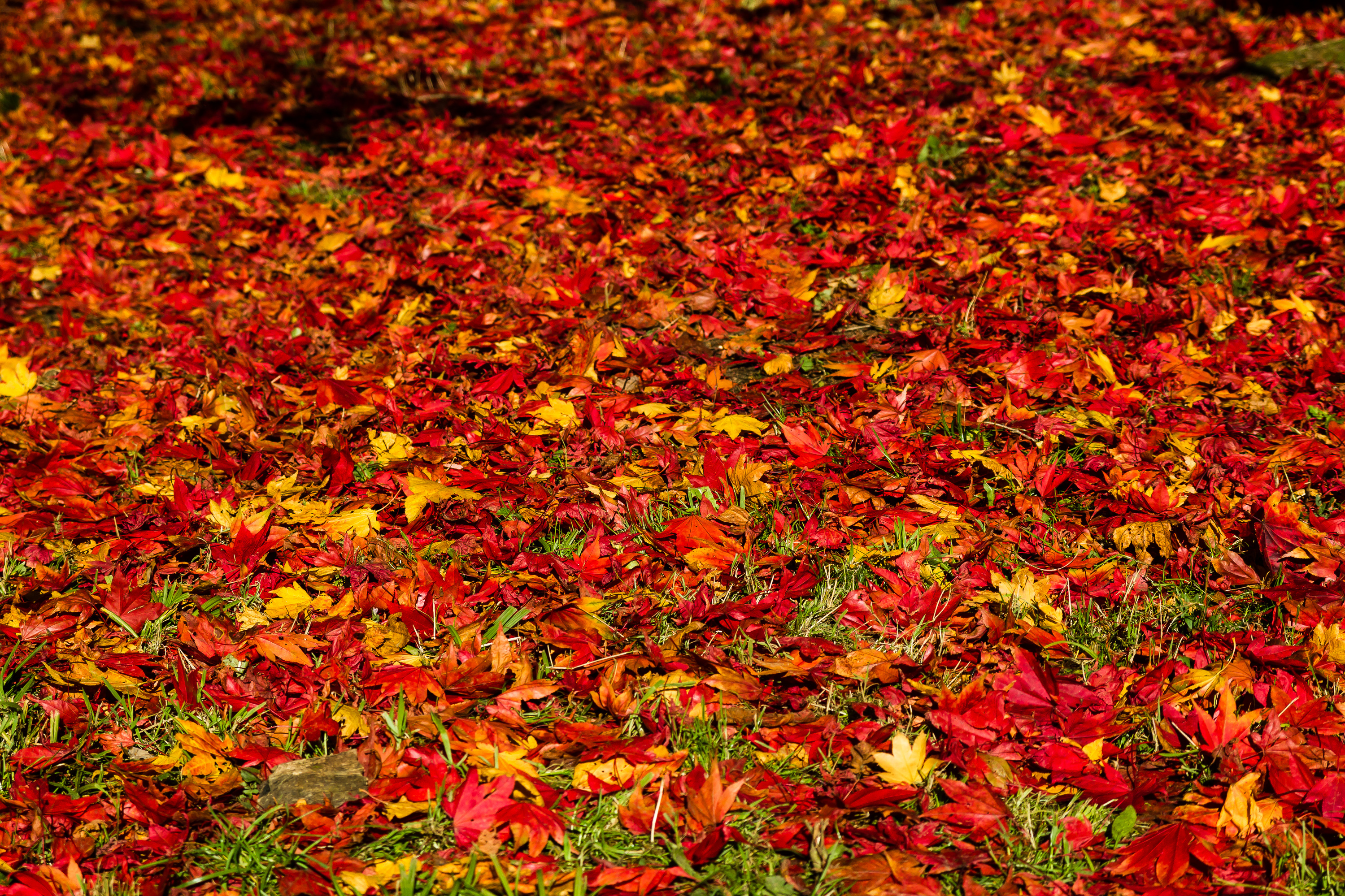 Westonbirt Arboretum 