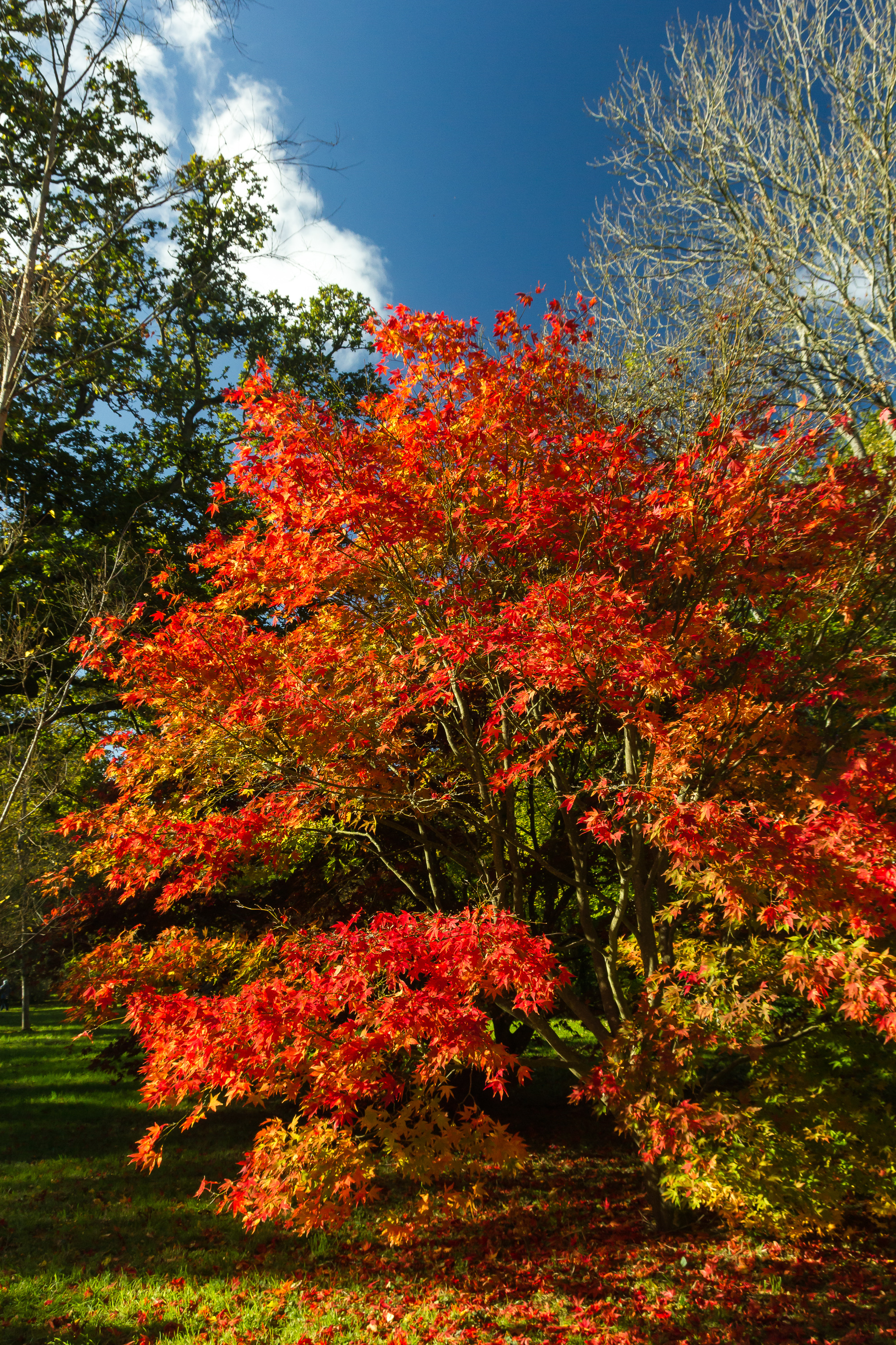 Westonbirt Arboretum 