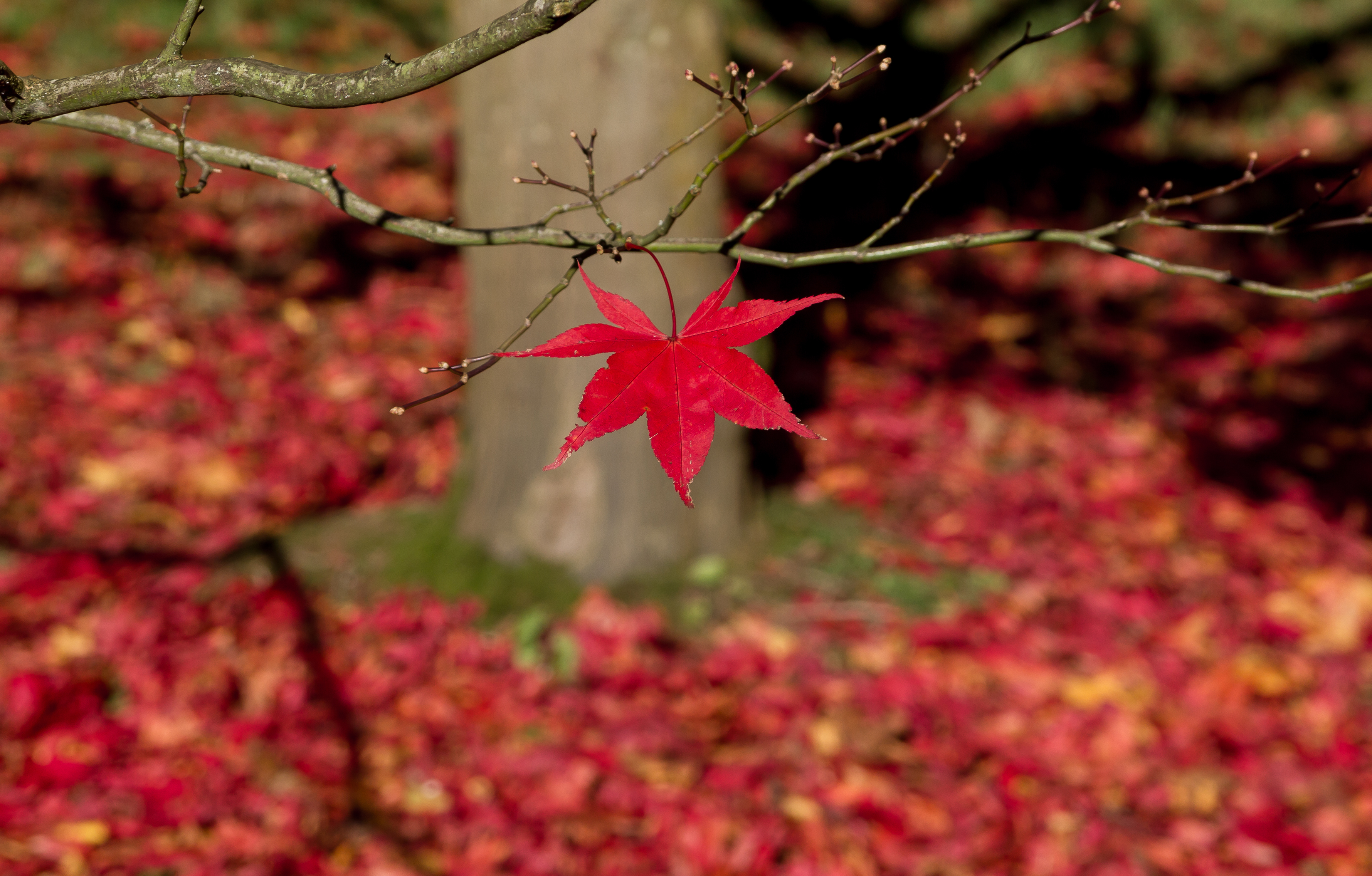 Westonbirt Arboretum 
