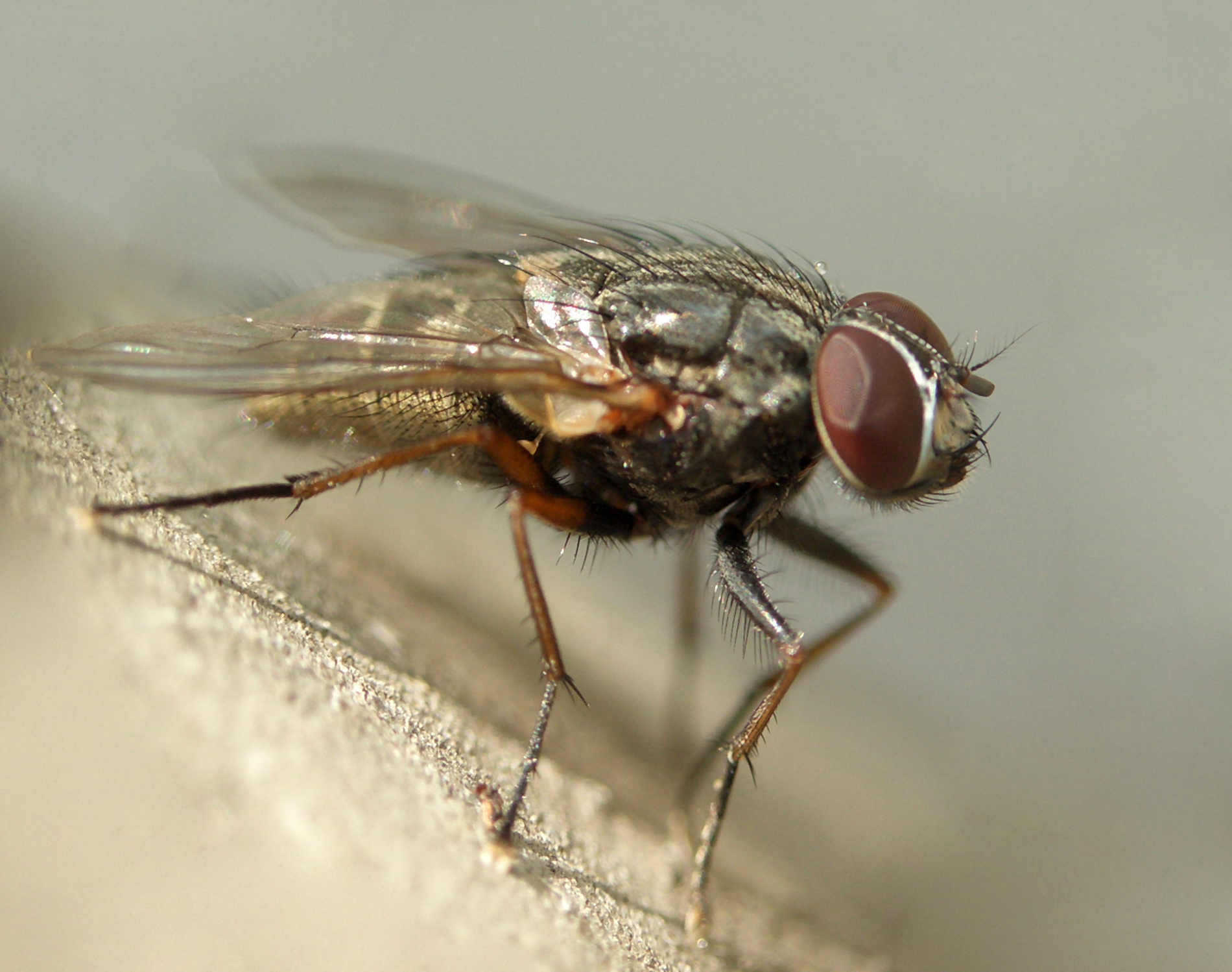 Biting Insects