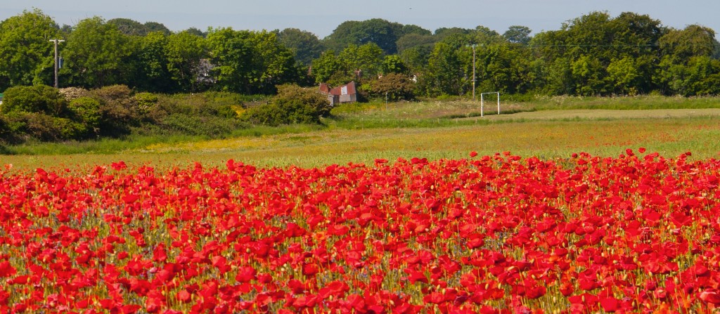 Field of Poppies