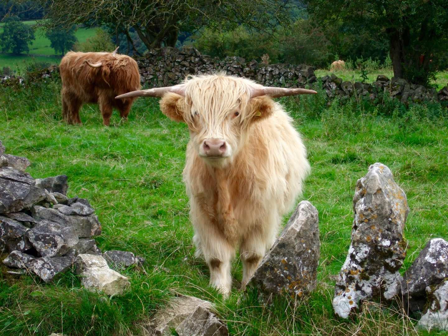 Dog Friendly Guided Walking Holidays Uk Dog Friendly Guided Walking Holidays Uk