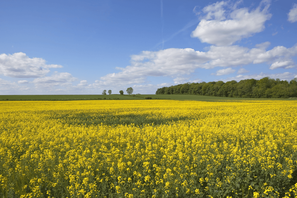 Yellow canola on the Yorkshire Wolds Way - Yellow canola on the Yorkshire Wolds Way