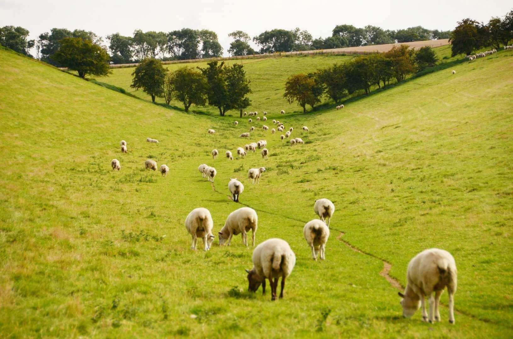 Yorkshire Wolds Way