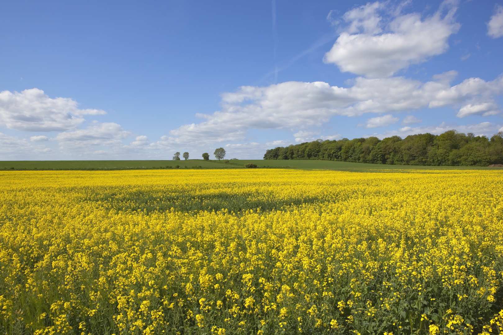 Yorkshire Wolds Way – Part 3: Near Huggate to Filey – backpackartist >>